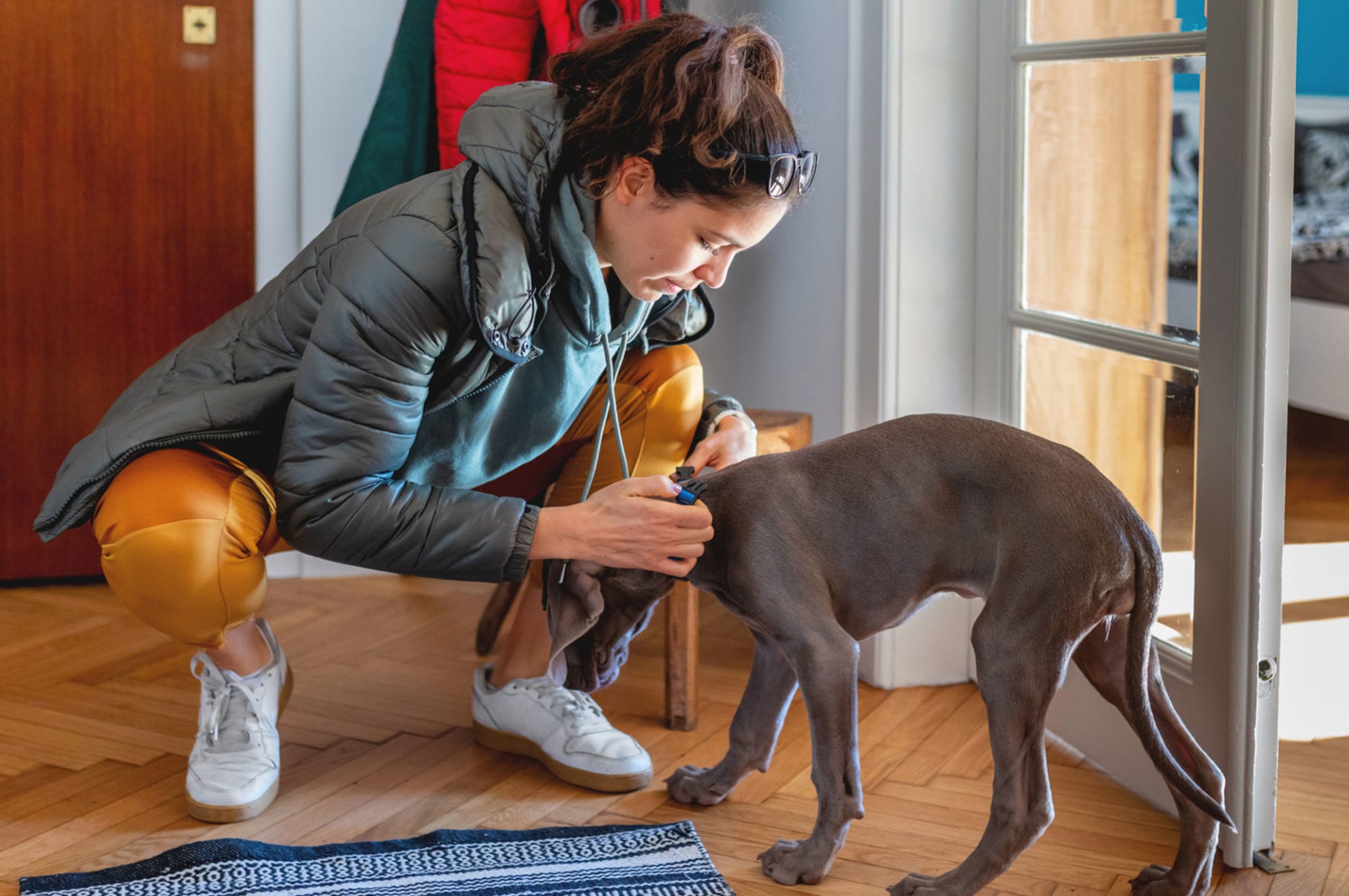 Disaster Preparedness Tips Animal Emergency Center of Tulsa