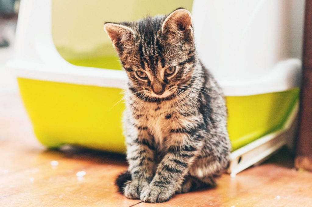 Missing the litter box Animal Emergency Center of Tulsa