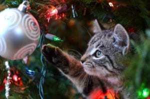 cat playing with lights on tree