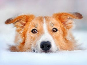 dog cold in snow