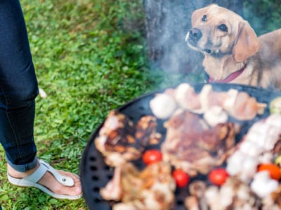 dog too close to grill