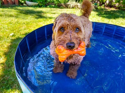 dog in small pool