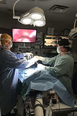 Veterinarians performing a dog surgery