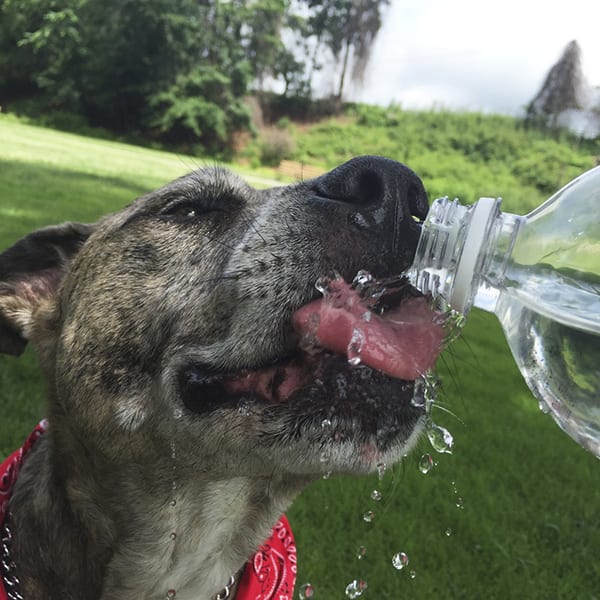 Pet Heat Safety Tips for Tulsa, OK Animal Emergency Center of Tulsa