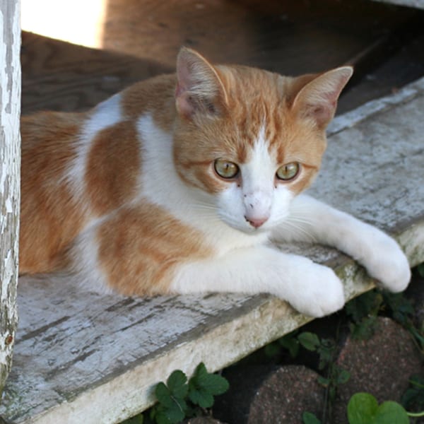 Pet Heat Safety Tips for Tulsa, OK Animal Emergency Center of Tulsa