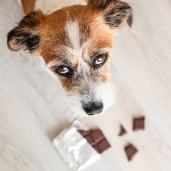 Dog Chocolate Poisoning Symptoms