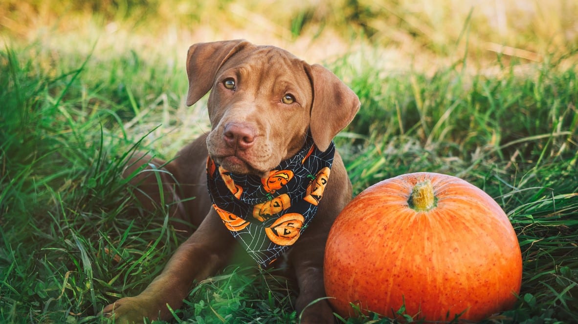 A brown lab puppy wearing a Halloween bandana around his neck is sitting in the grass next to a pumpkin. 
