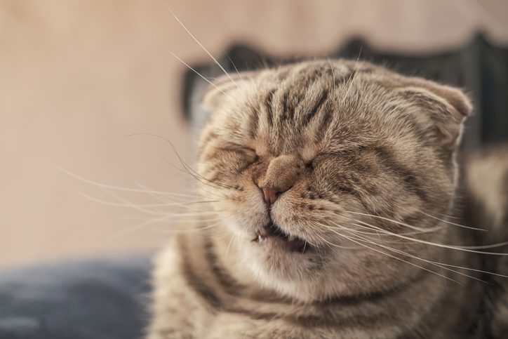 cat sneezing in tulsa, ok