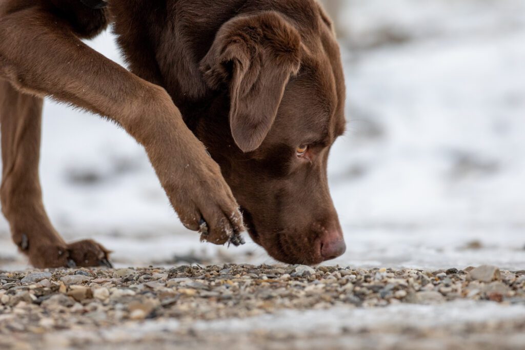 antifreeze poisoning in dogs
