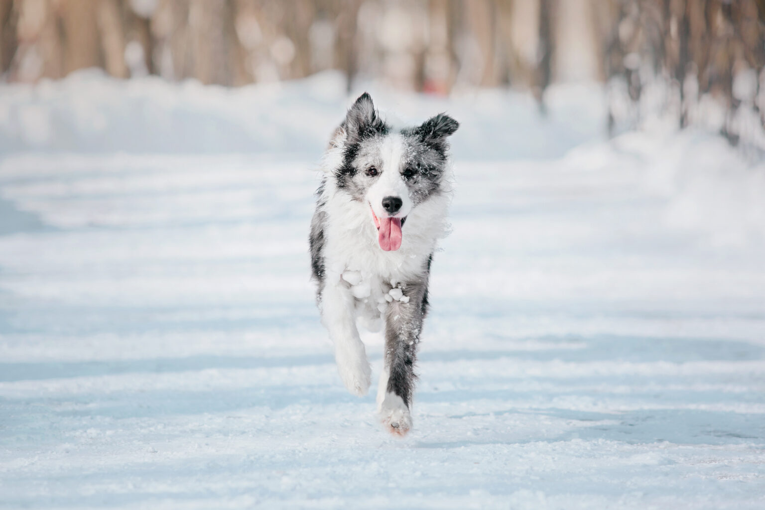 Frostbite on Dog Paws: How to Protect Your Dog from this Emergenc ...