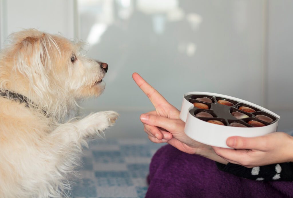 why dogs can't eat chocolate