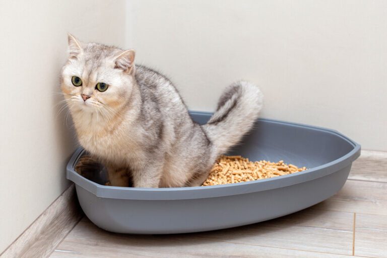 Tips for Recognizing the Signs and Symptoms of Cat Constipation