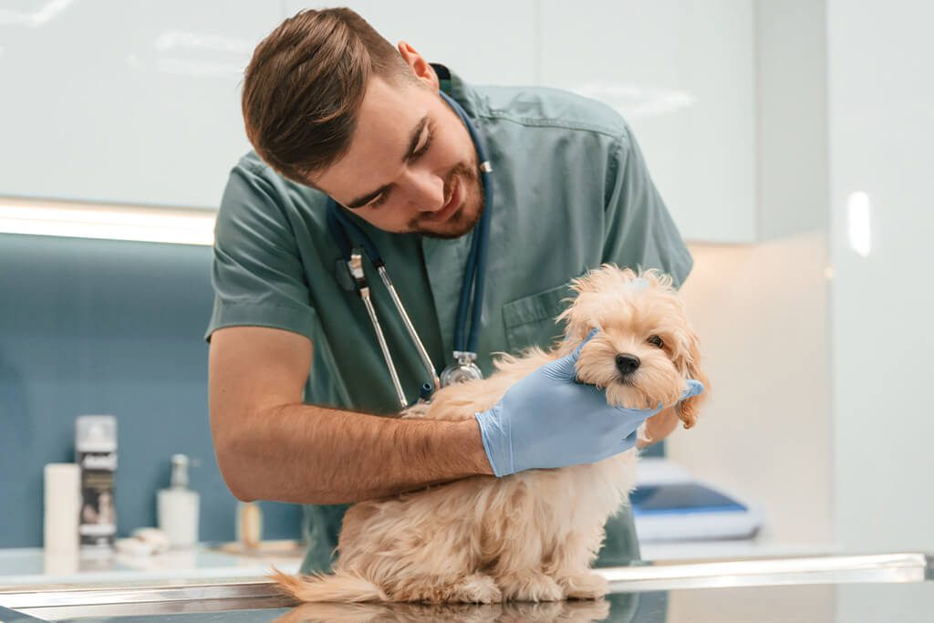 dog getting exam by doctor