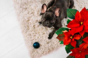 French bulldog with toy and poisonous poinsettia plant at home