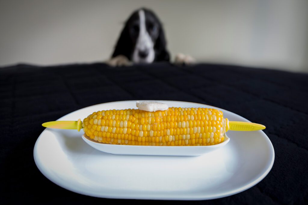 Dog staring at corn on the cob