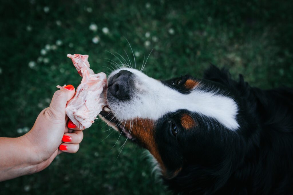 Bernese Mountain Dog eating turkey bone.