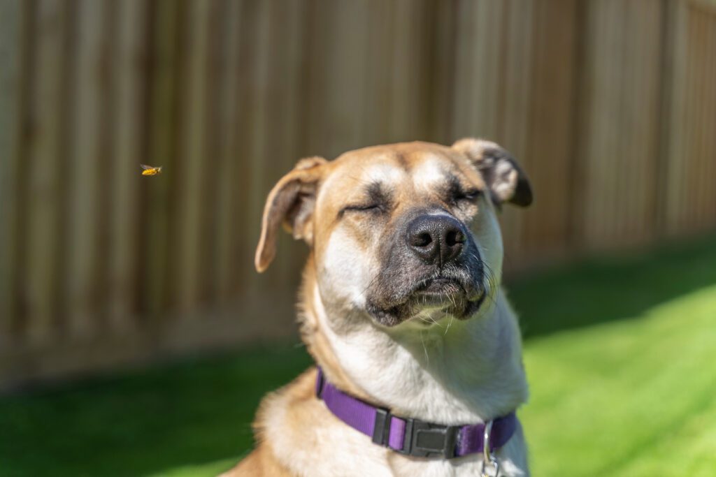 A Cute Dog and a Bee