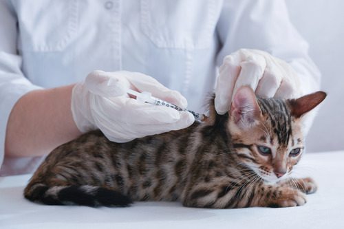 vet-giving-kitten-a-vaccine-at-clinic