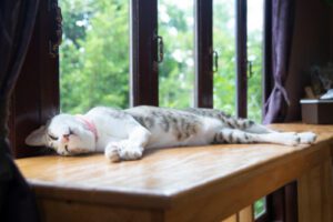 cat sleeping on a wooden table next to windows at home