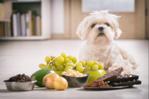 small dog laying in front of foods that are toxic to dogs