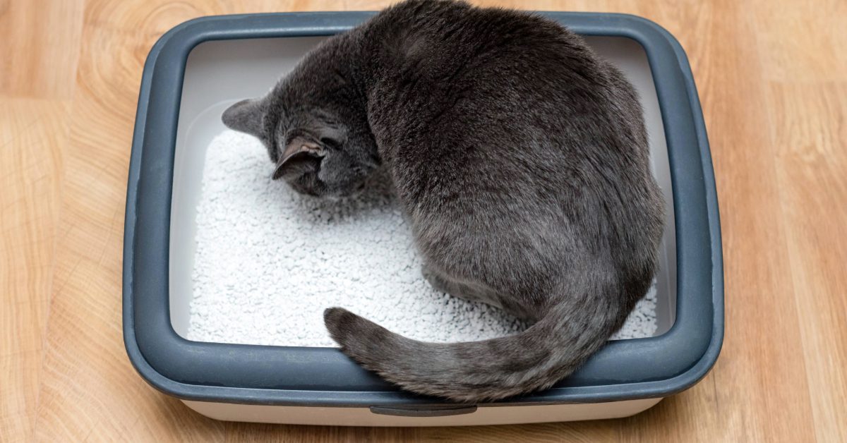 blue cat sniffing litter in box