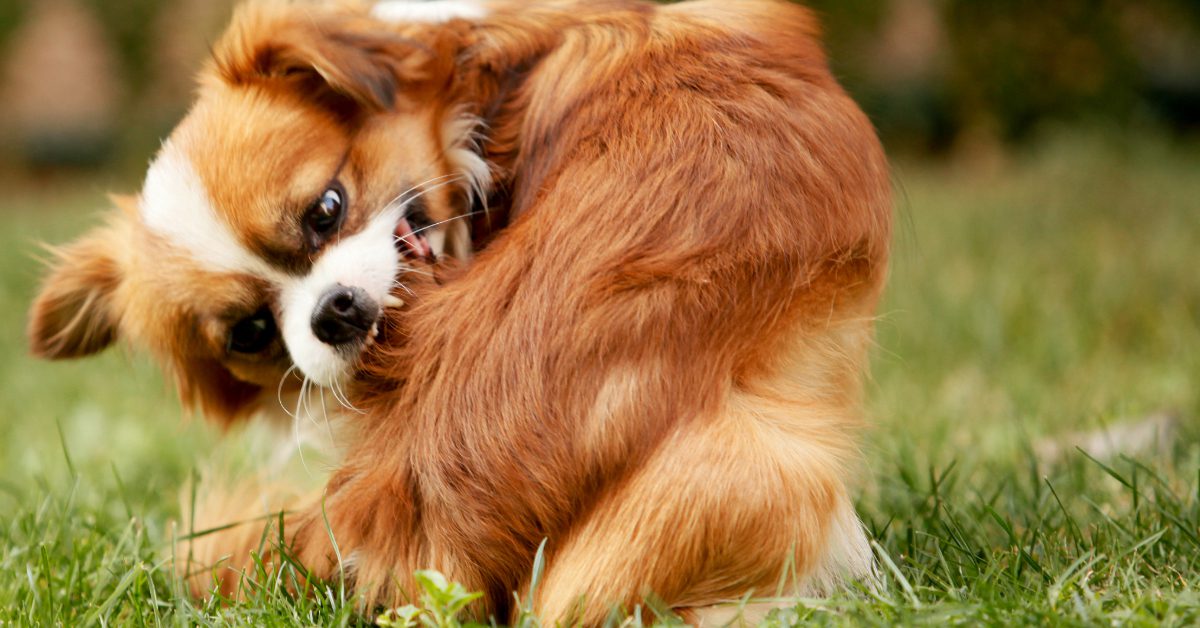 brown and white Pekingese chewing at back end