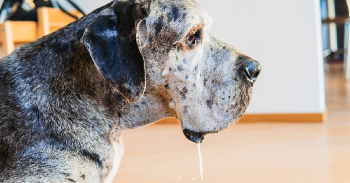 old great dane with a string of drool hanging from the mouth