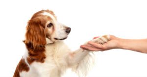 liver and white spaniel dog shaking paws with a person