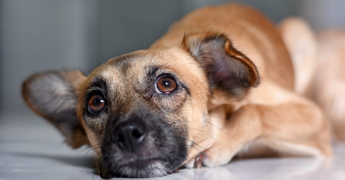 small brown dog laying down looking sad