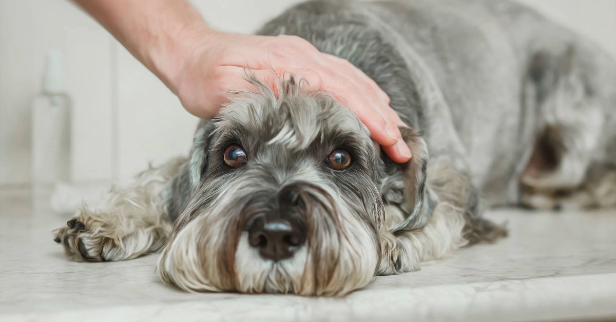 sad silver schnauzer being petted